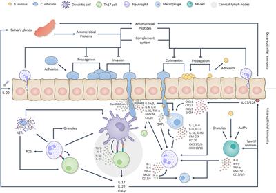 The Role of the Oral Immune System in Oropharyngeal Candidiasis-Facilitated Invasion and Dissemination of Staphylococcus aureus